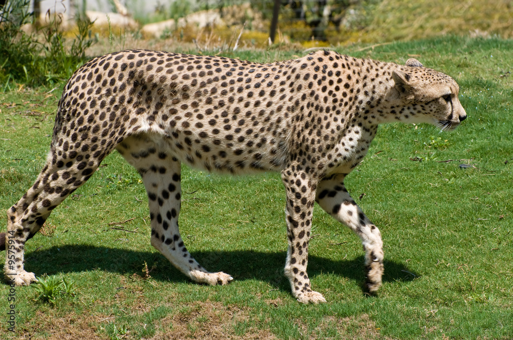 Obraz premium adult cheetah walking on all fours over grass