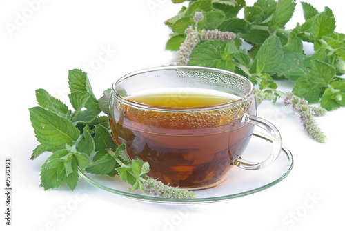 Tee Orangenminze - tea Mentha citrata 03