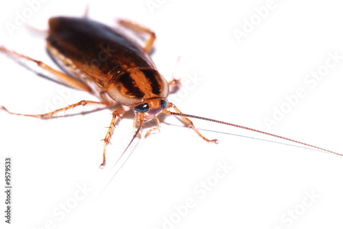 disgusting cockroach isolated on white