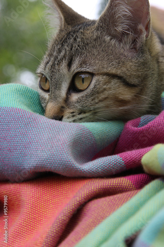 Chat sur sa couverture