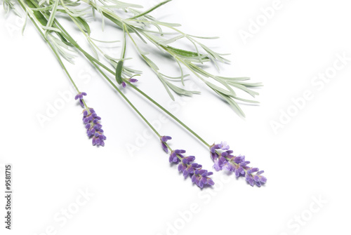 sprigs of fresh lavender on white background.