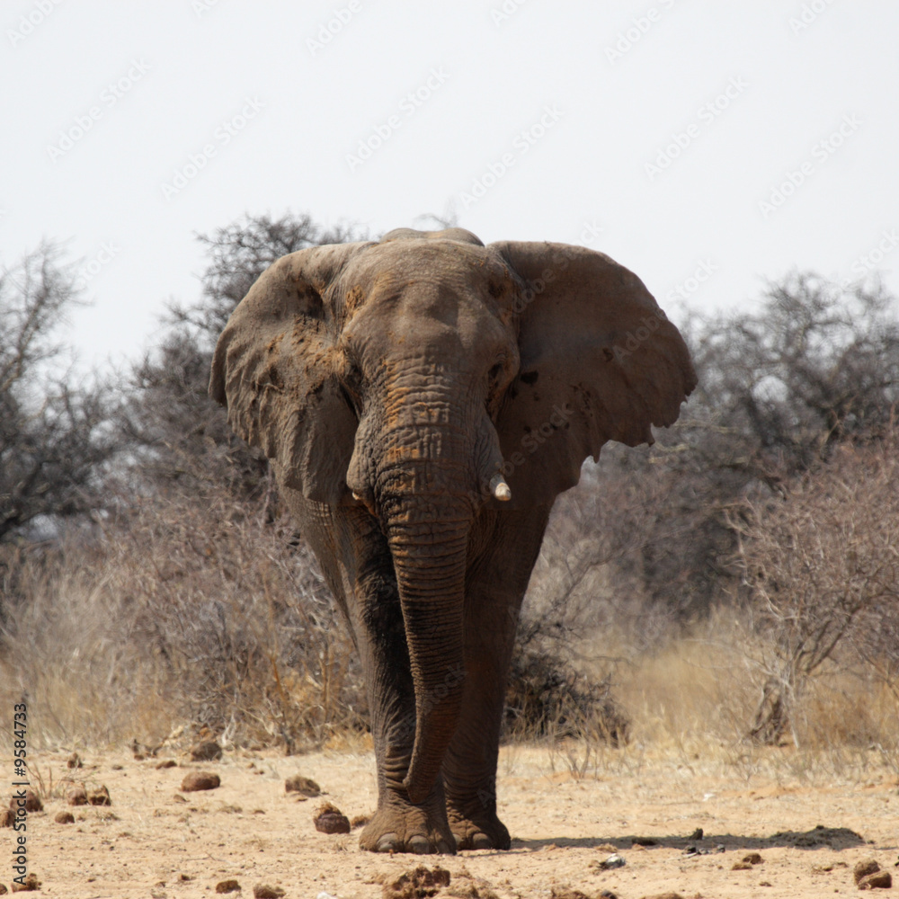 Obraz premium Elefant im Etosha Nationalpark, Namibia