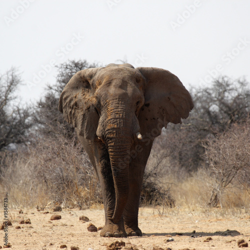 Elefant im Etosha Nationalpark, Namibia