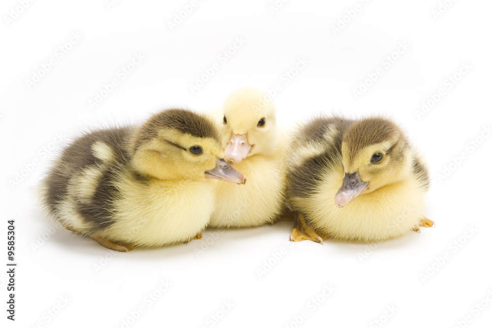 Ducklings isolated on white background