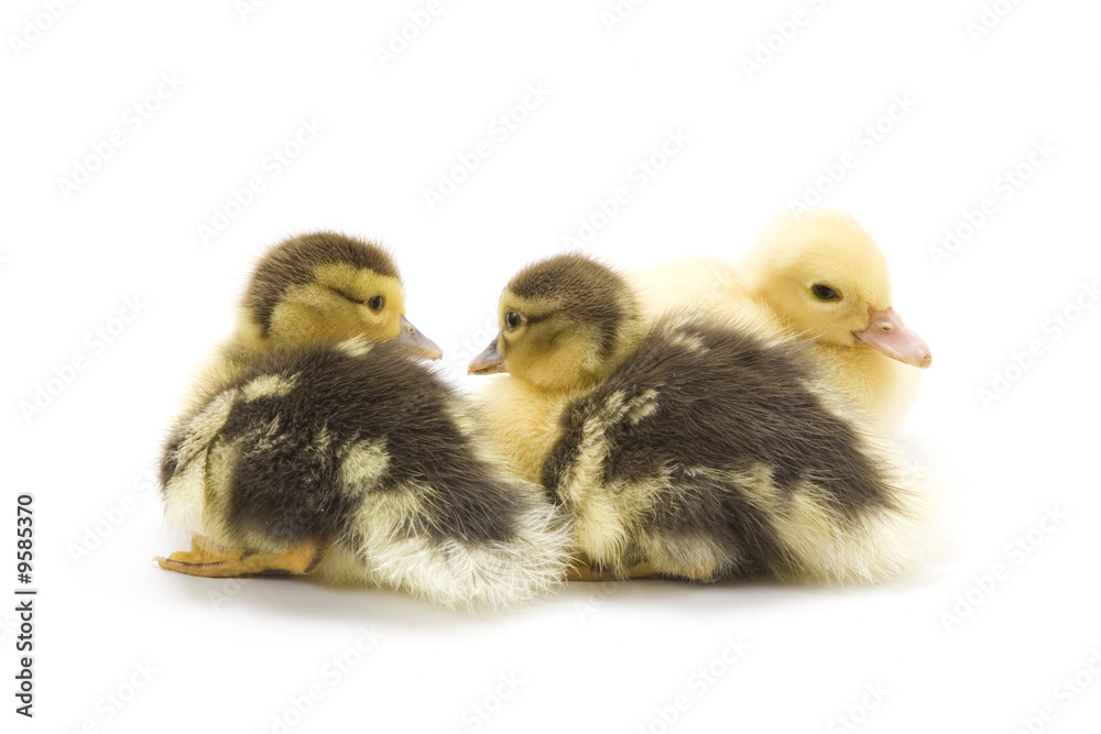 Ducklings isolated on white background