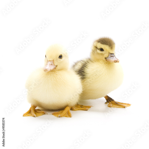 Obraz na płótnie Ducklings isolated on white background w salonie