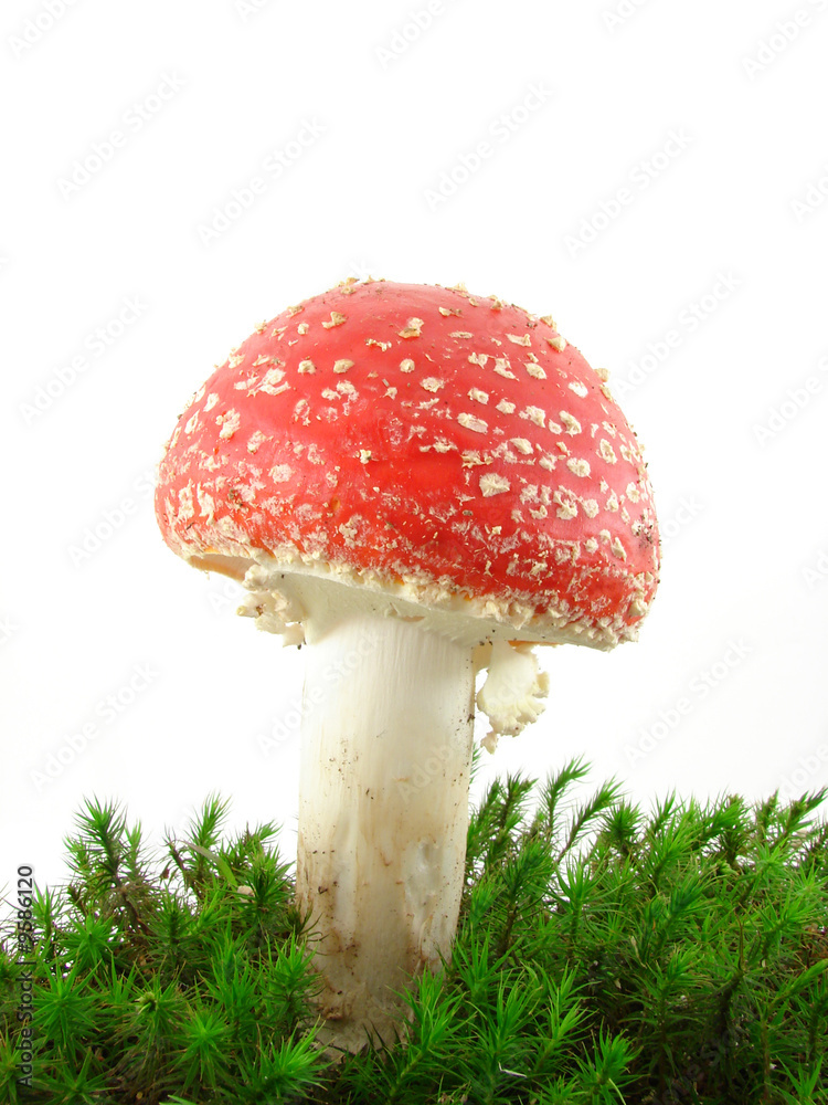 Fototapeta premium Fly agaric mushroom