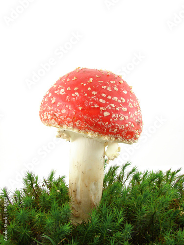 Fly agaric mushroom isolated over white