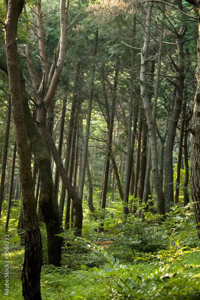 Obraz premium Wald in Korea