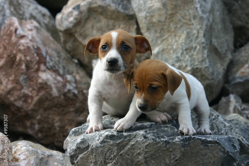 Quadro em tela jack russell terrier dans les pierres