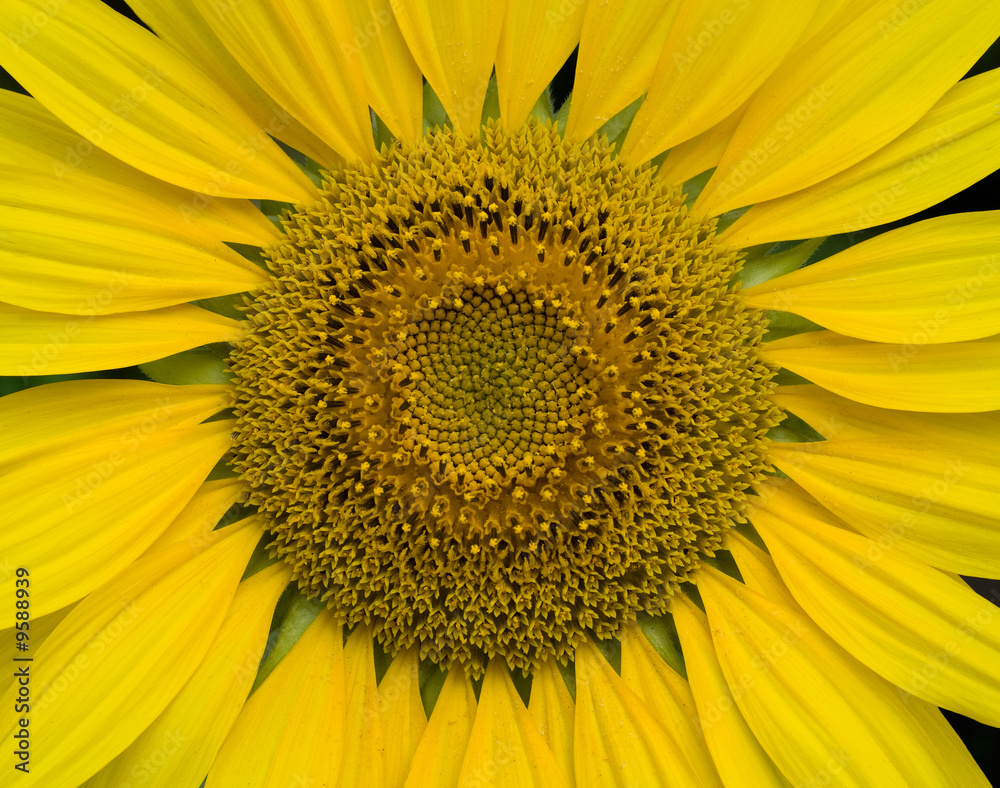 Obraz premium Sunflower