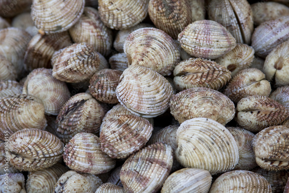 Coquillages praires