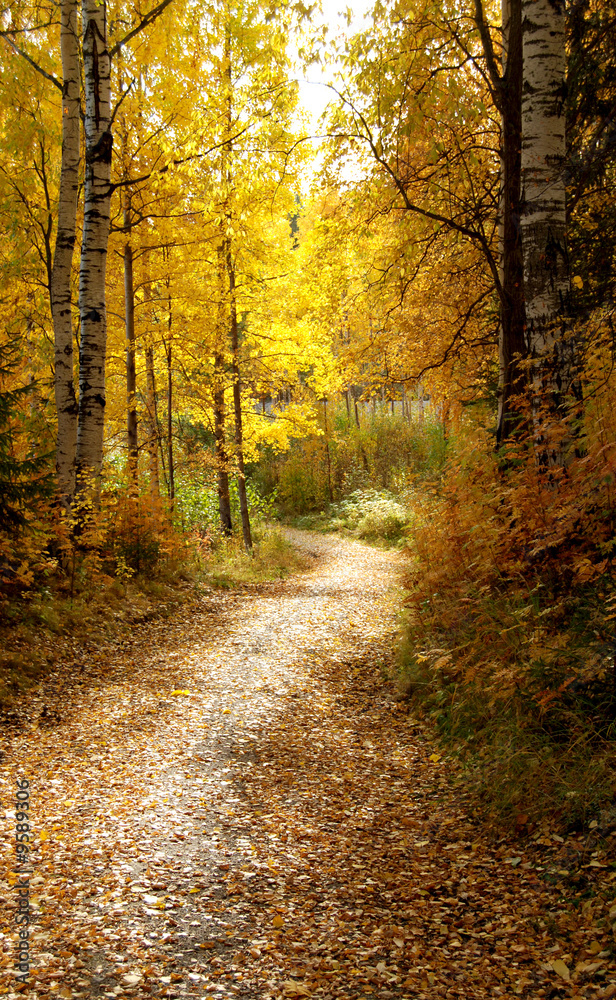 Fototapeta premium autumn