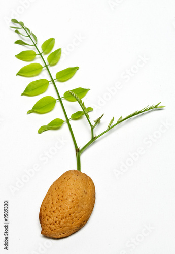 brown almond seed with green acacia branch