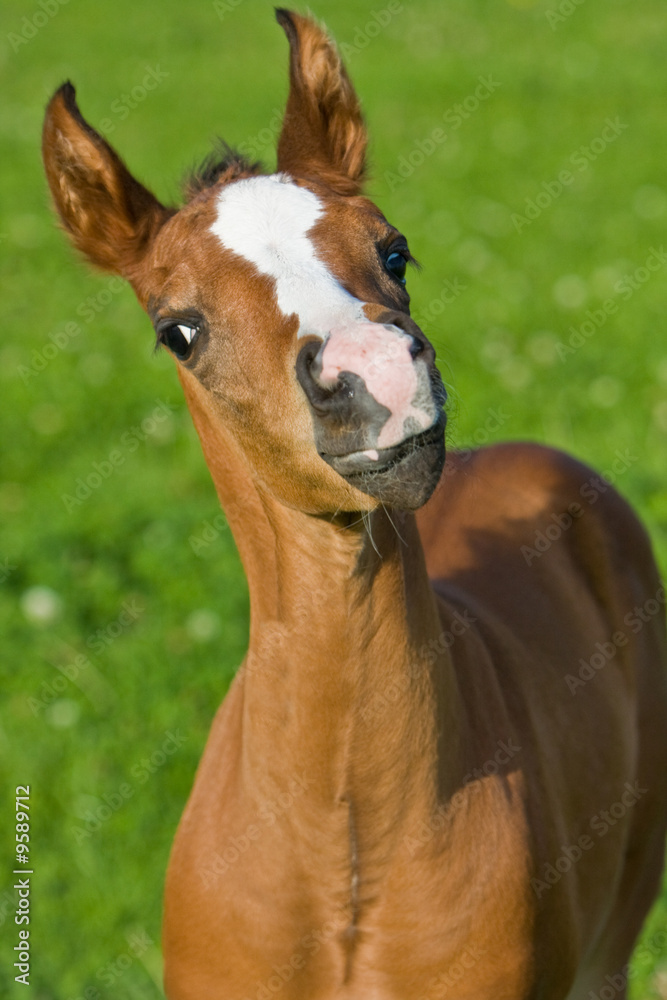 Fototapeta premium Sweet Foal - Süßes Fohlen