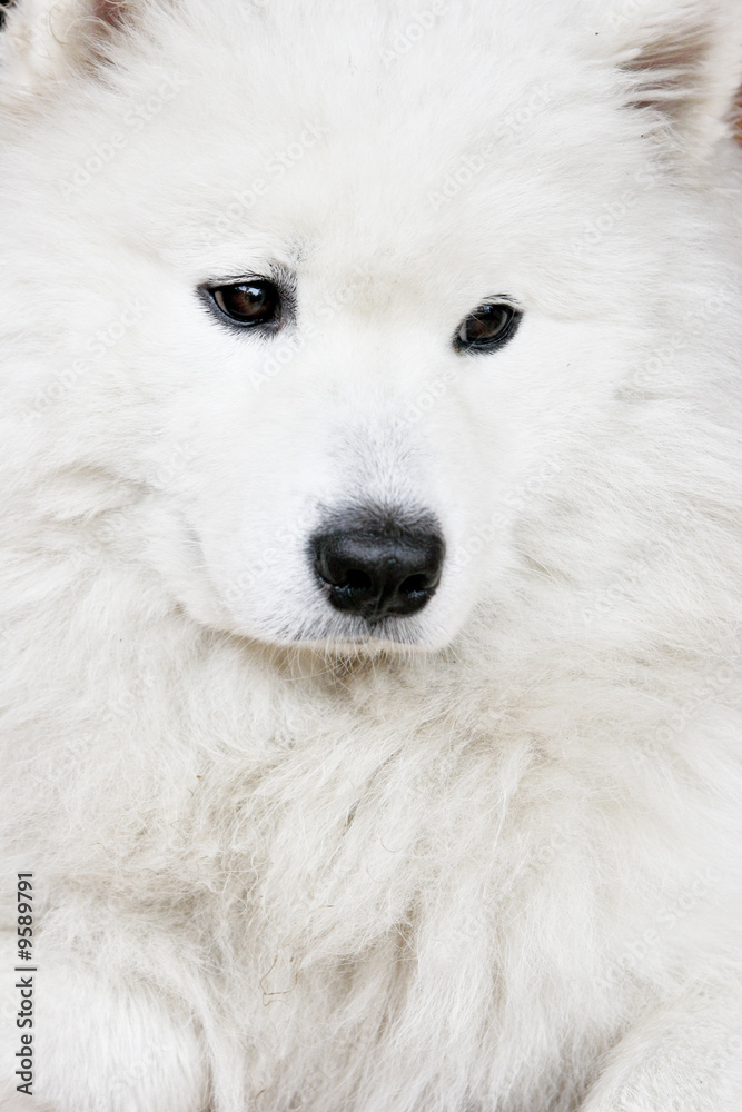 Portrait of the white husky close up Portrait of the white husky close up