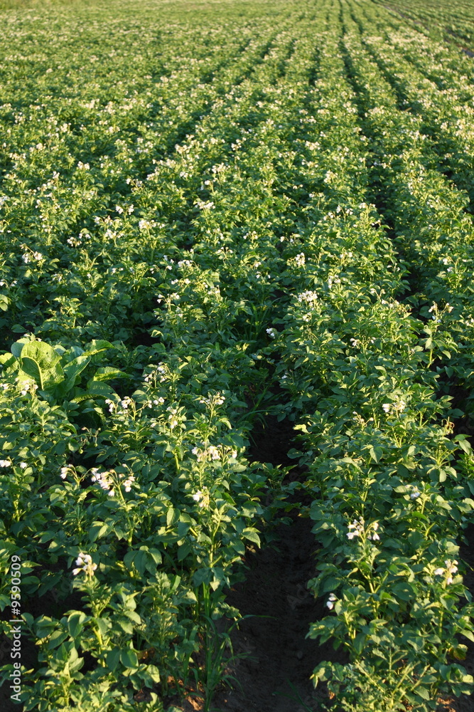 Rows of potatoes on a cultivated field