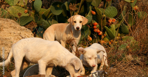 Wilde Hunde