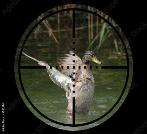 canard visé