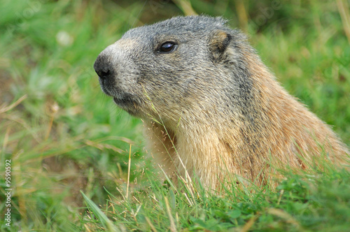 Portrait de Marmotte