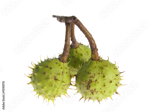 Chestnut isolated on white background