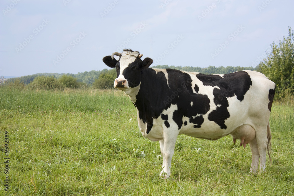 cow, with milk