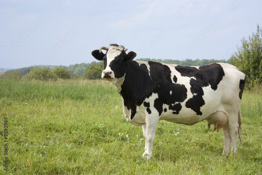 cow, with milk cow, with milk