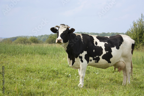 cow  with milk