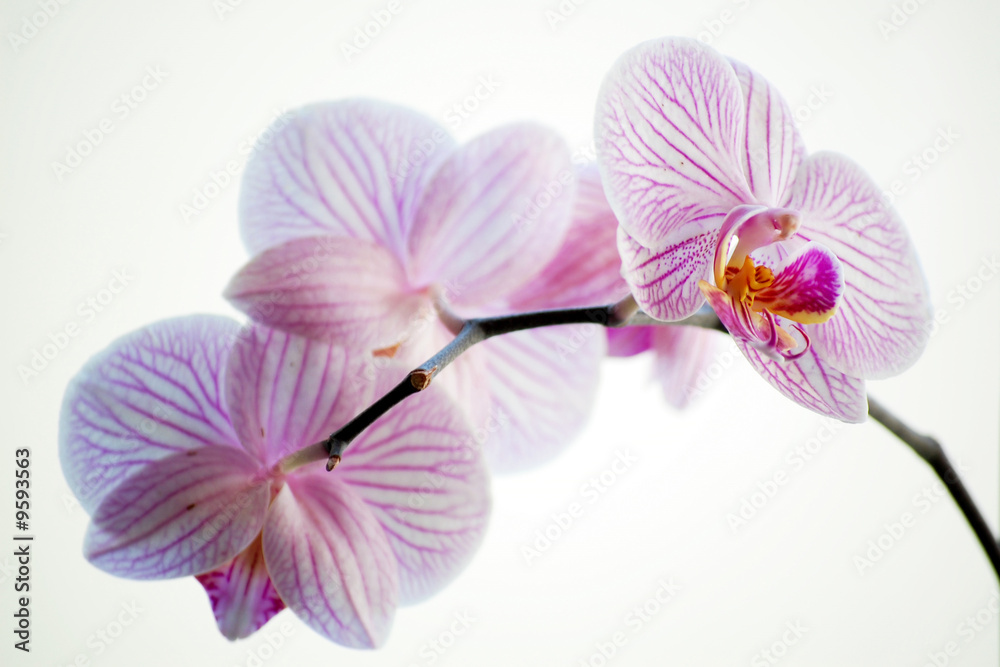 Fototapeta premium Orchidee