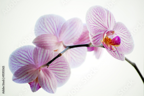 Orchidee