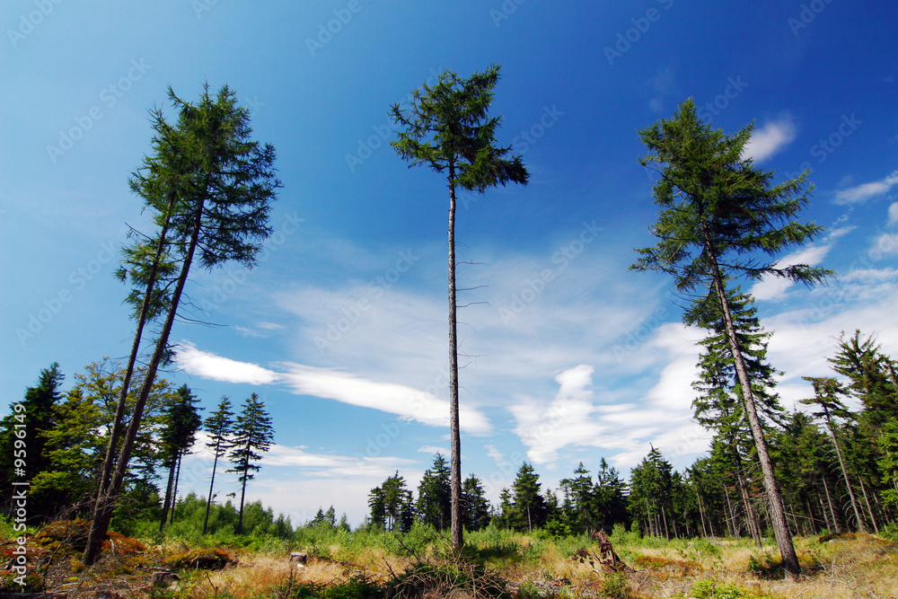 Obraz premium Pine trees and blue sky with clouds - summer forest