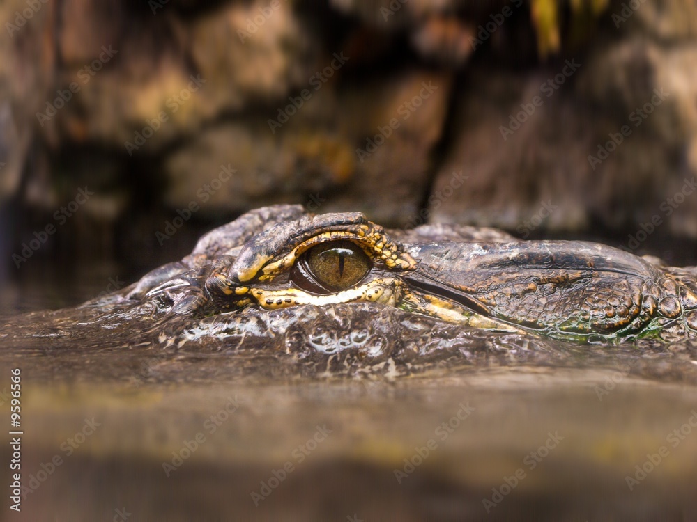 Obraz premium Krokodil