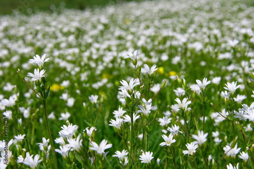 Green meadow with white flowers