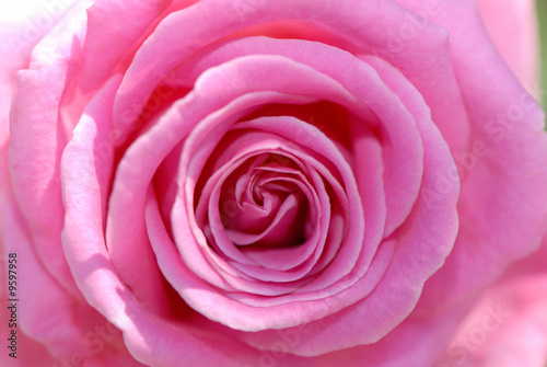 close up  flower of  pink rose
