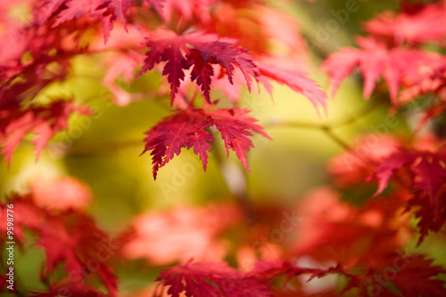 Japanese maple in beautiful autumn colors