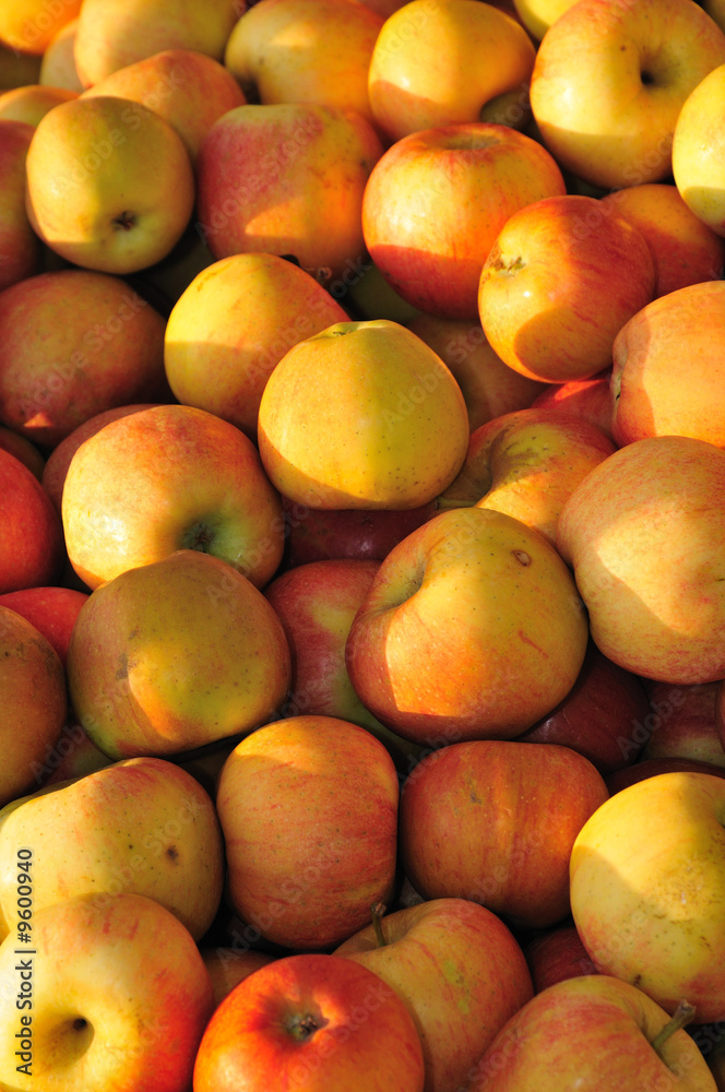 Red and yellow Gala apples at the farmer's market Red and yellow Gala apples at the farmer's market