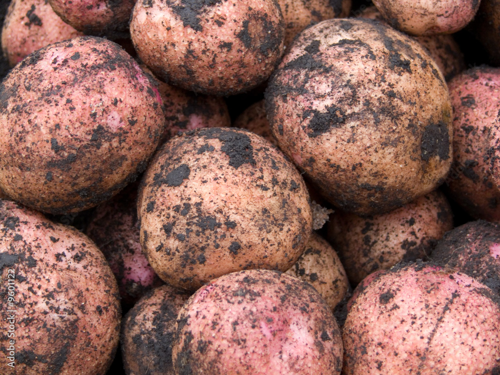 Potato Potato