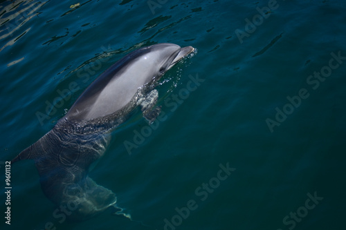 bottlenose dolphin looking out the water in pirouette