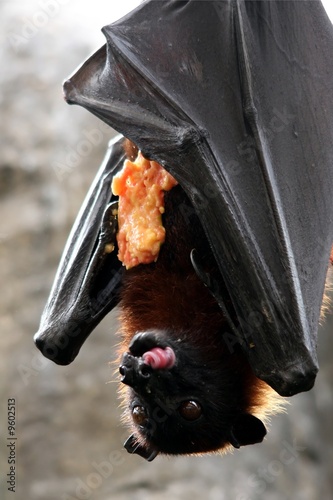 Fruit bat also known as flying fox