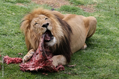 Big male lion eating an animal carcass