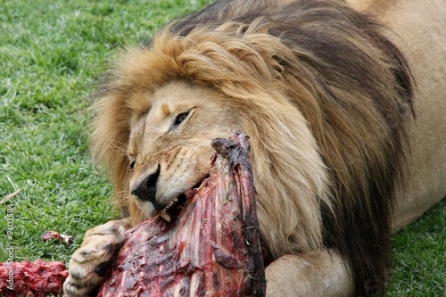 Big male lion eating the ribs of a carcass