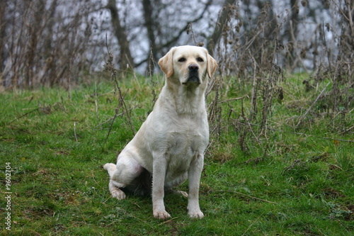 Labrador blanc assis dans l'herbe