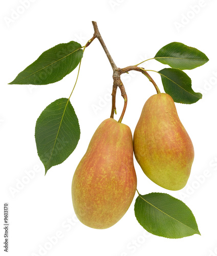 Juicy pears isolated over white. Clipping path.
