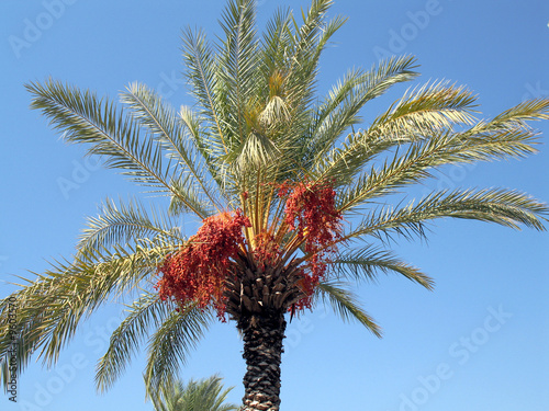 Palm