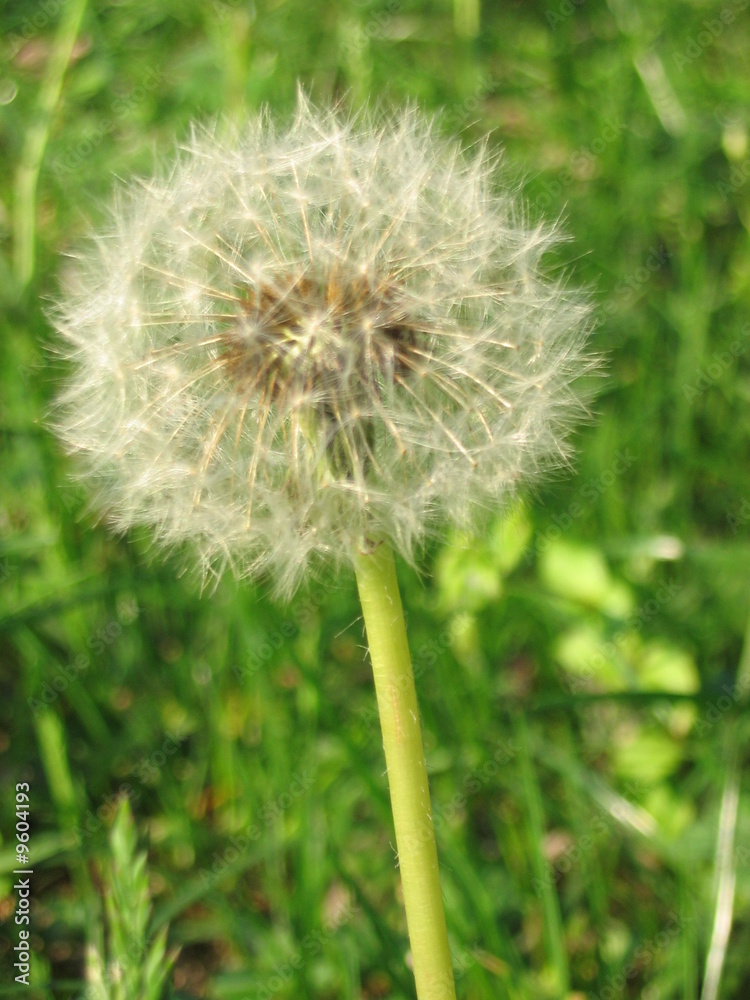 Obraz premium taraxicum vulgare