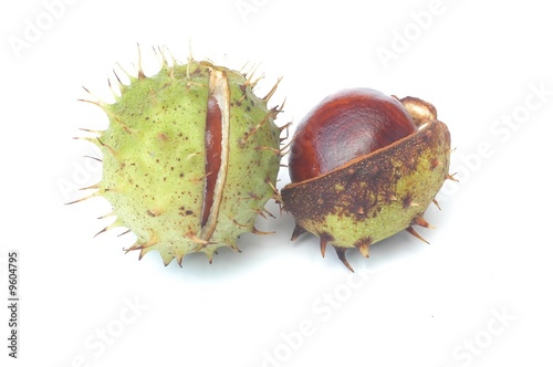 Conker and shell