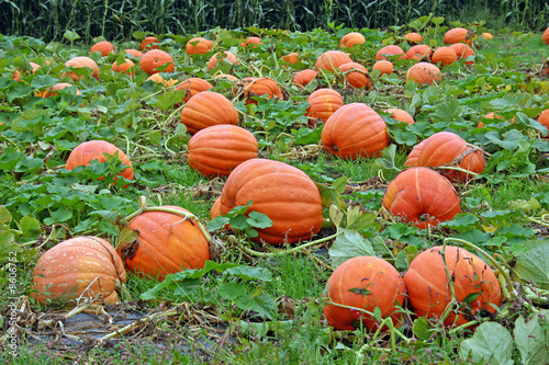 Pumpkins in a pumpkin patch in New York
