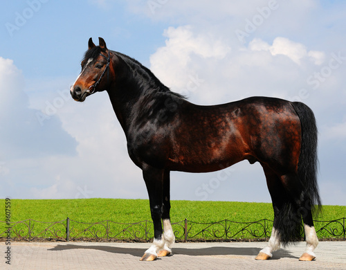 Fotografie chestnut trakehner stallion - horse form
