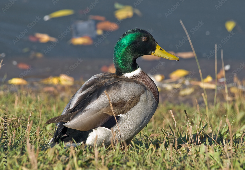 Grey drake on the bank of autumn lake Grey drake on the bank of autumn lake