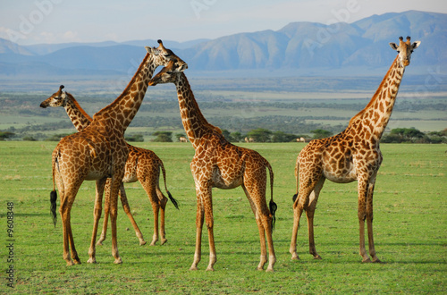 Canvas Print Giraffes herd in savannah